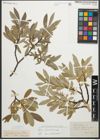 Foto von Salix glaucosericea Flod.